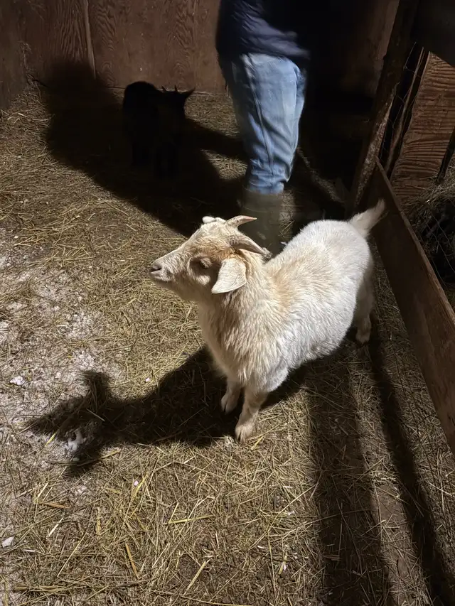 Pygmy goats for sale - Photo 3