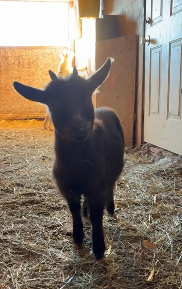 Pygmy goats for sale - Photo 4