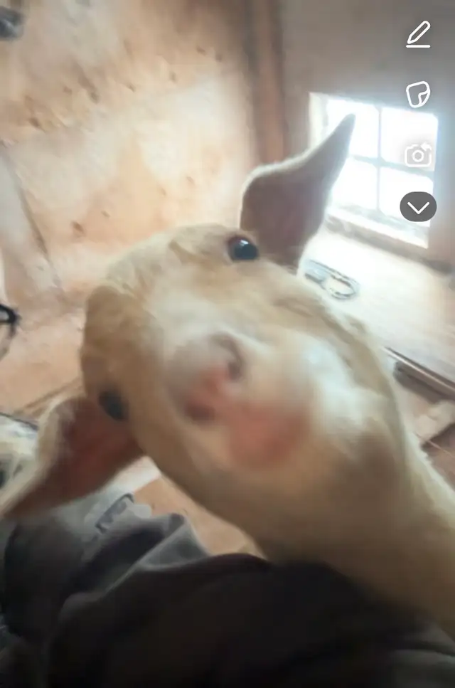 Pygmy goats for sale - Photo 5