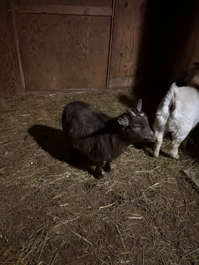 Pygmy goats for sale - Photo 6