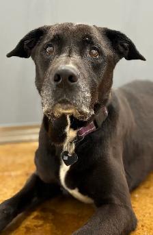 Black Lab Mix