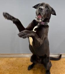 Black Lab Mix - Photo 2