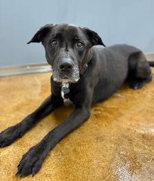 Black Lab Mix - Photo 3