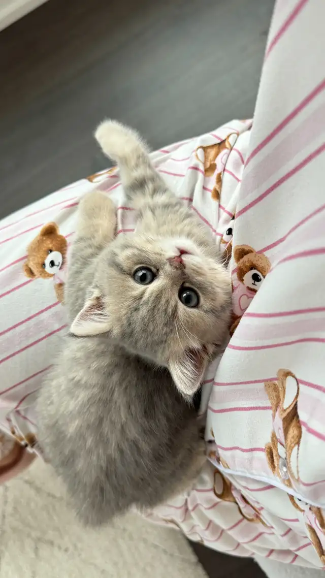 Brithish shorthair kitten - blue golden