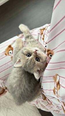 Brithish shorthair kitten - blue golden