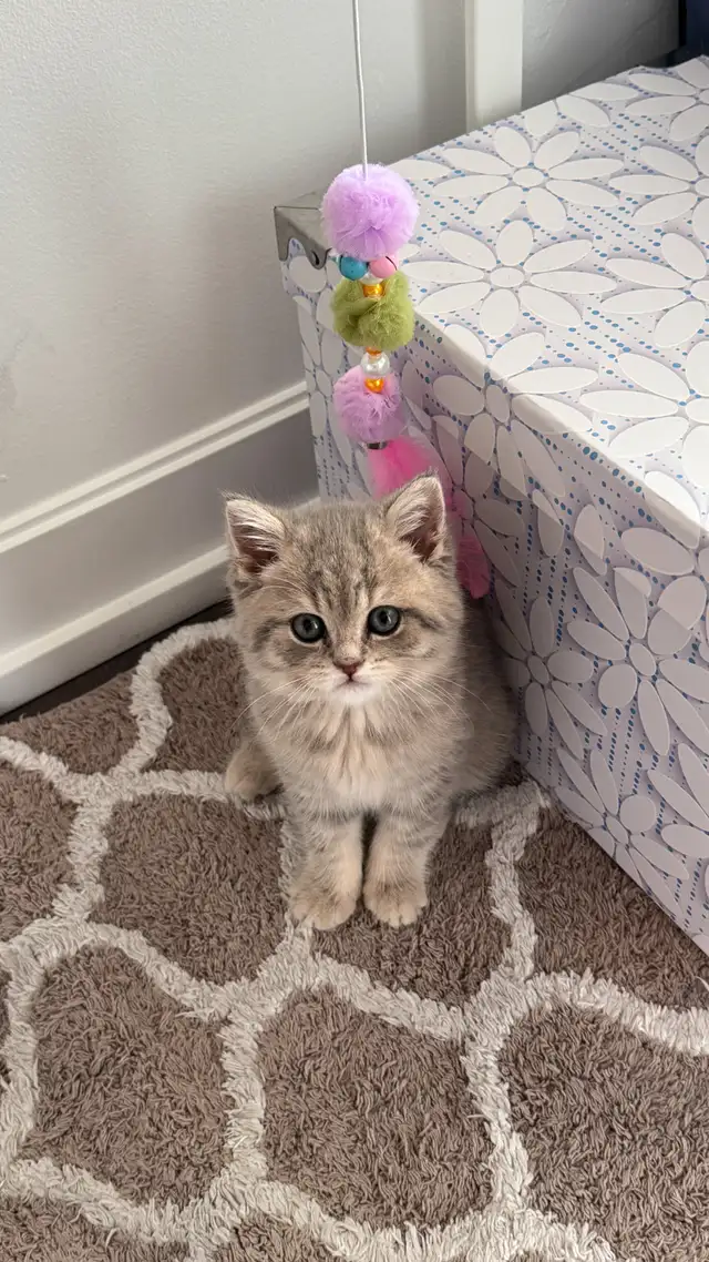 Brithish shorthair kitten - blue golden - Photo 2