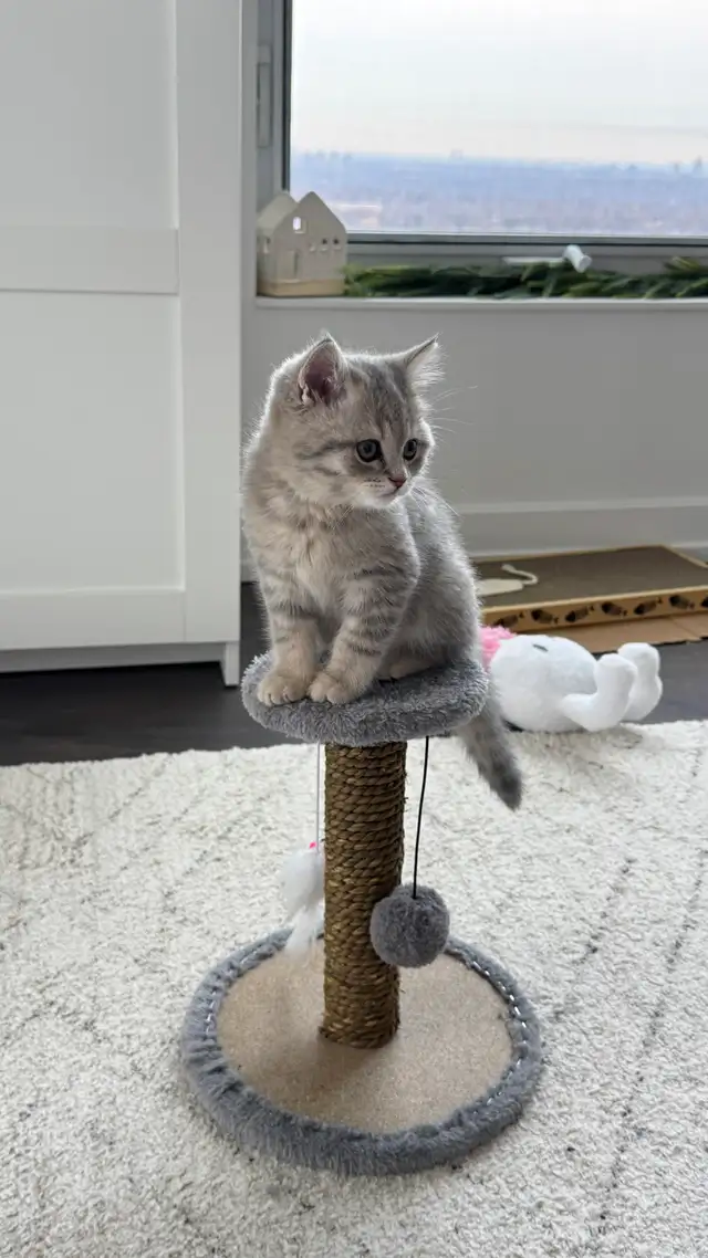 Brithish shorthair kitten - blue golden - Photo 3