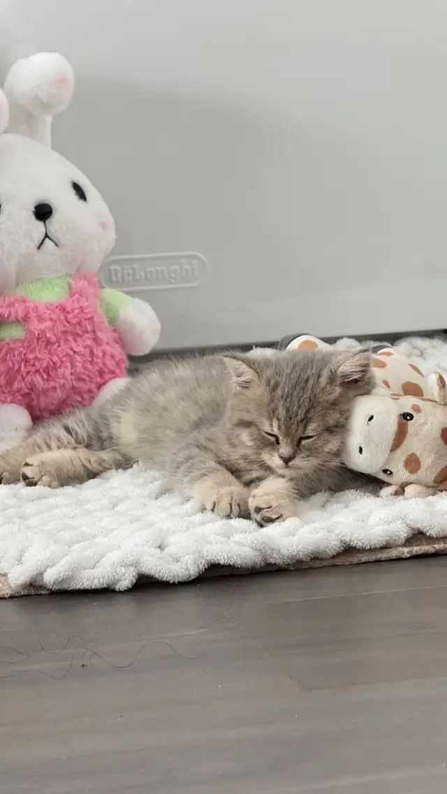 Brithish shorthair kitten - blue golden - Photo 4