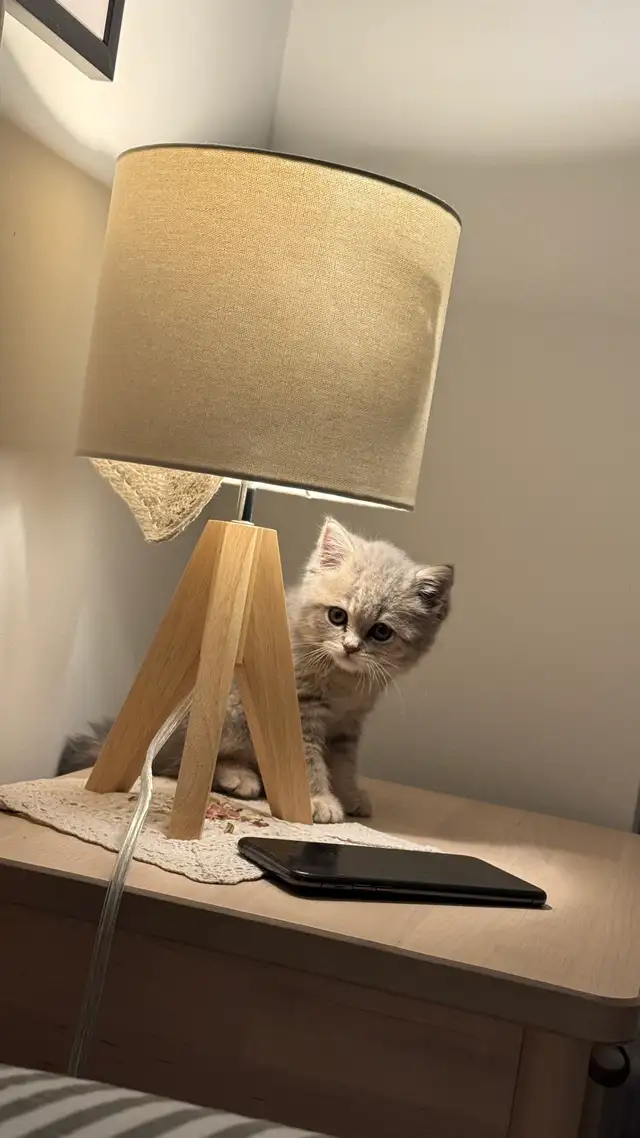 Brithish shorthair kitten - blue golden - Photo 5