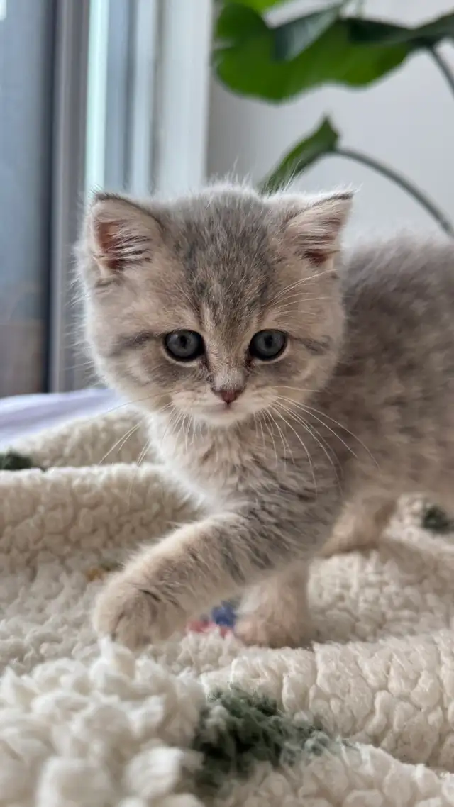 Brithish shorthair kitten - blue golden - Photo 6