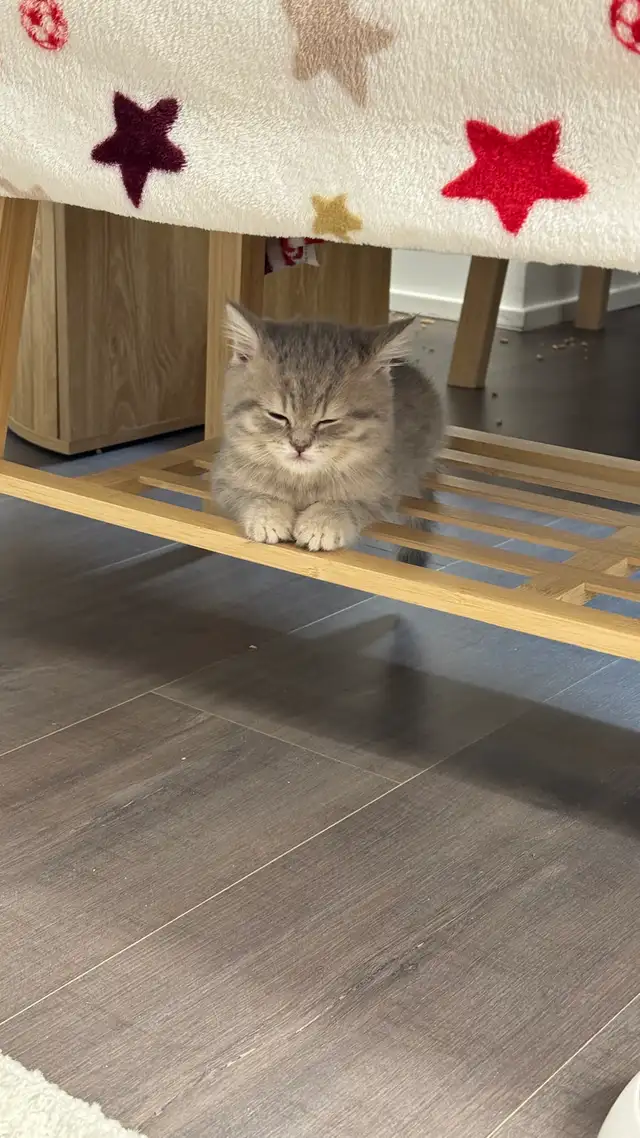 Brithish shorthair kitten - blue golden - Photo 7