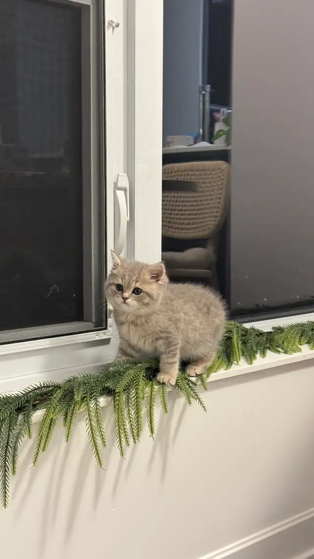 Brithish shorthair kitten - blue golden - Photo 8