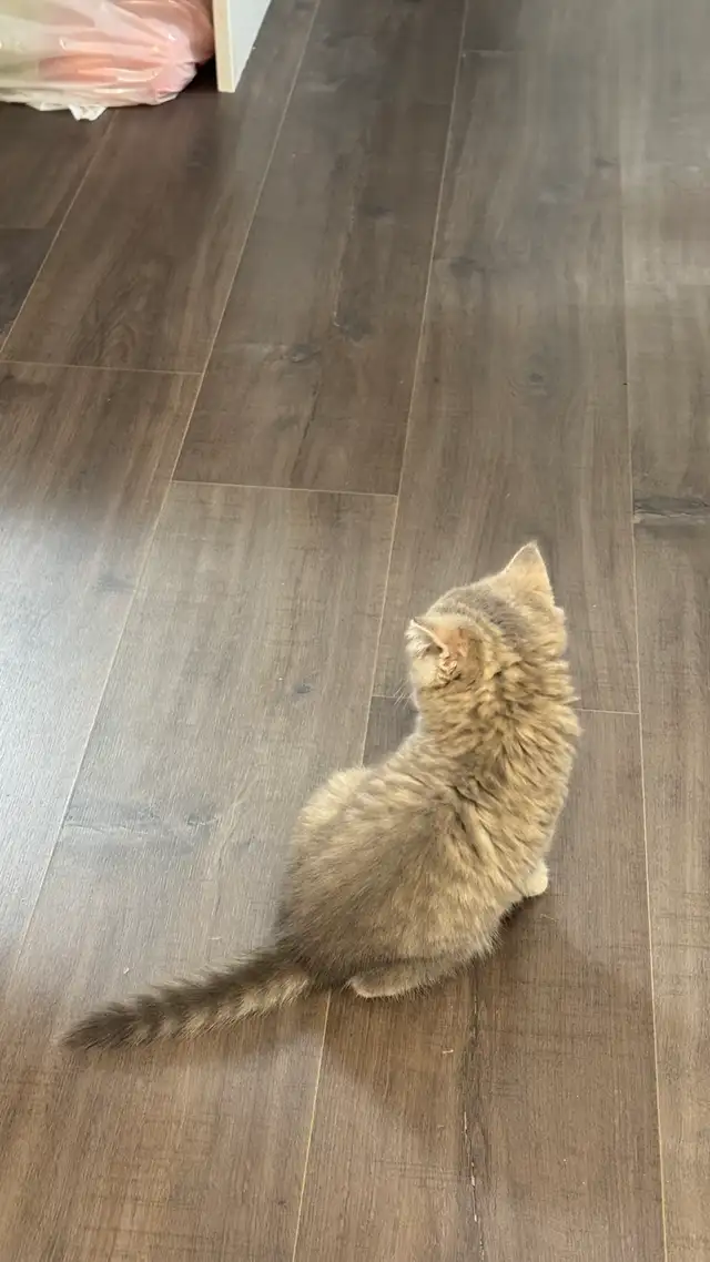 Brithish shorthair kitten - blue golden - Photo 9