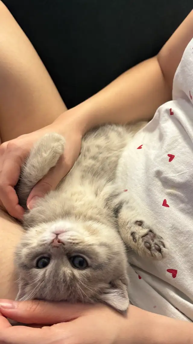 Brithish shorthair kitten - blue golden - Photo 10