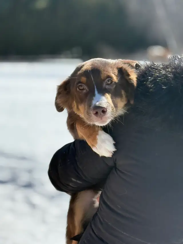 Berger australien 5 mois