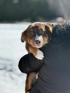 Berger australien 5 mois