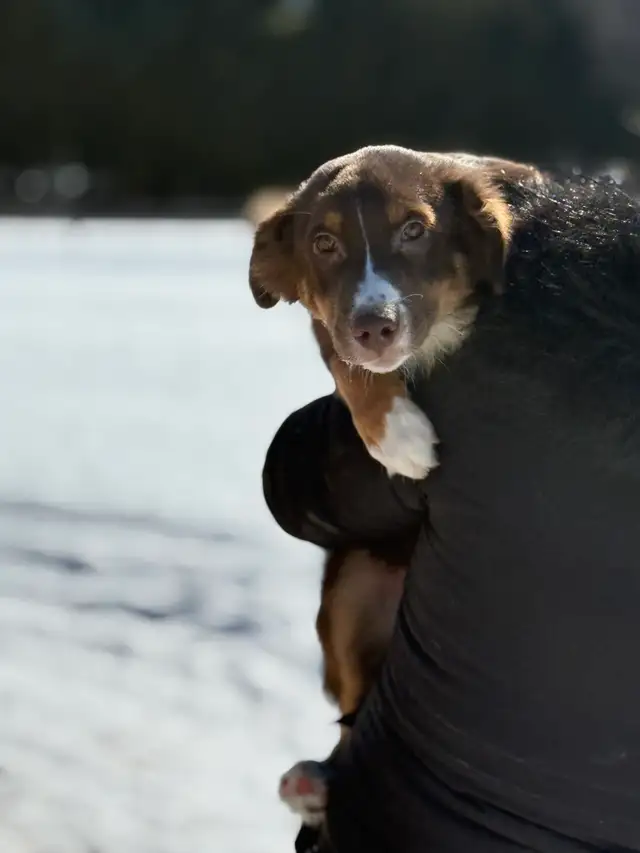 Berger australien 5 mois - Photo 2