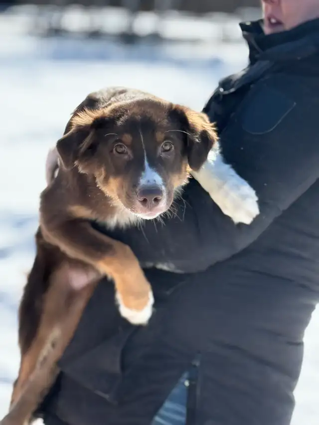 Berger australien 5 mois - Photo 3