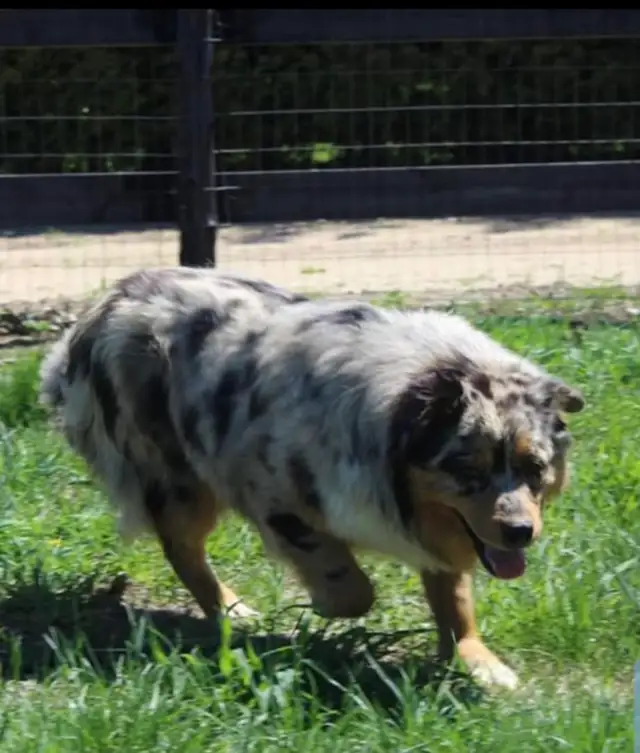 Berger australien 5 mois - Photo 4