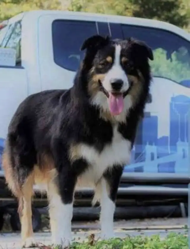 Berger australien 5 mois - Photo 5