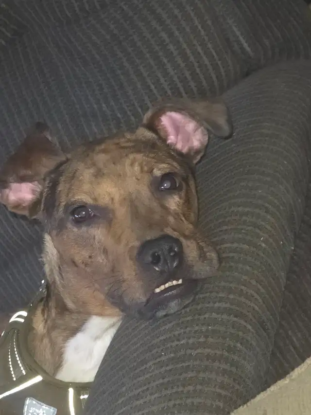 Doberman •• FREE •• Boxer Dog