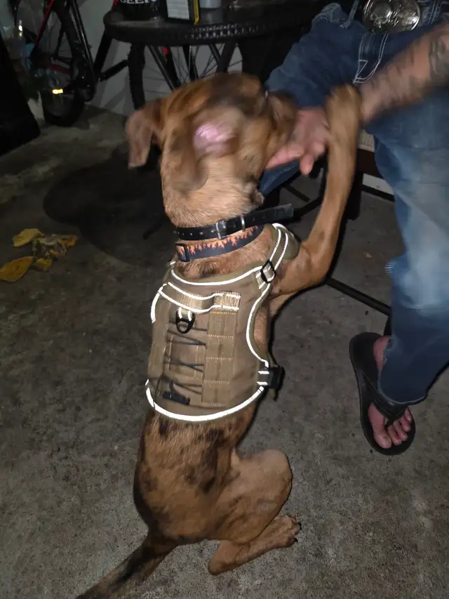 Doberman •• FREE •• Boxer Dog - Photo 5