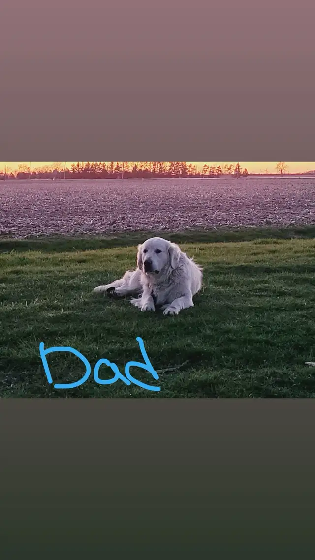 puppies for sale - Photo 2