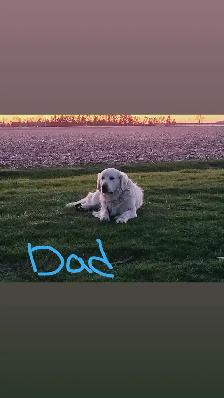 puppies for sale - Photo 2