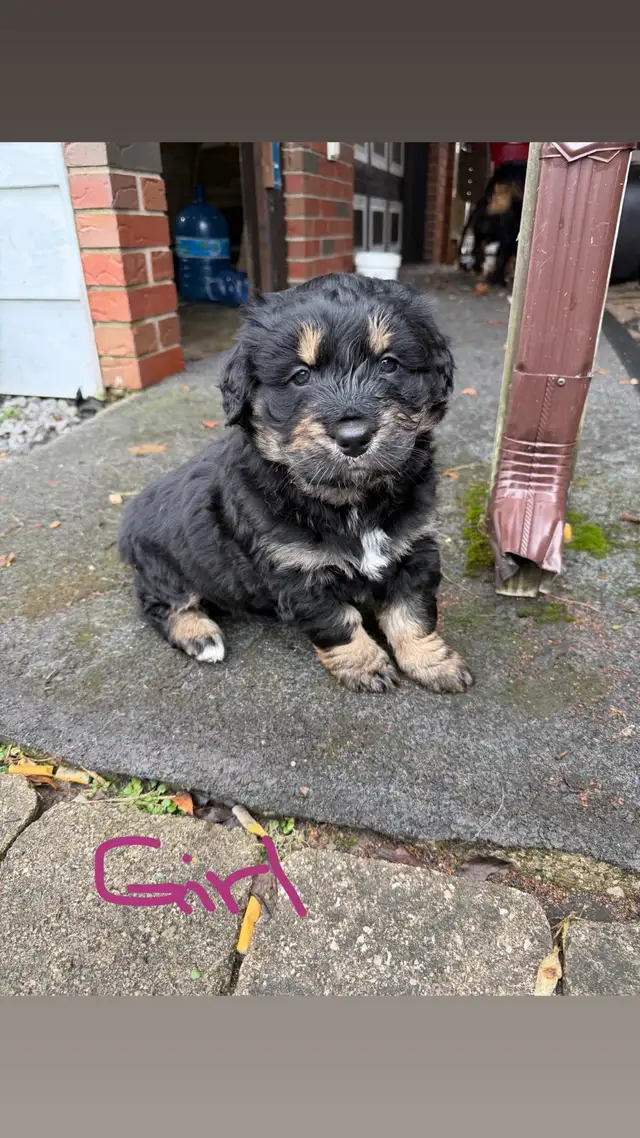 puppies for sale - Photo 3