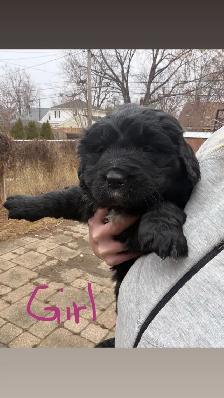 puppies for sale - Photo 4