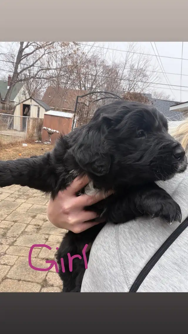 puppies for sale - Photo 5