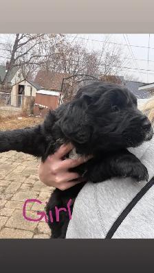 puppies for sale - Photo 5