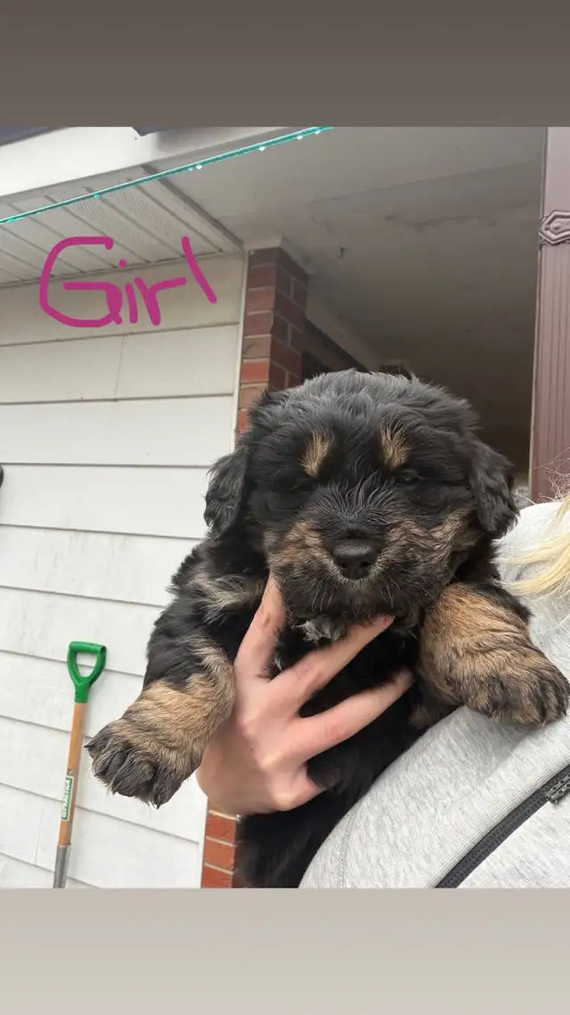 puppies for sale - Photo 6