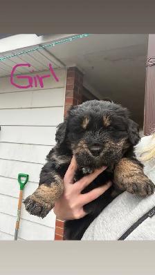 puppies for sale - Photo 6
