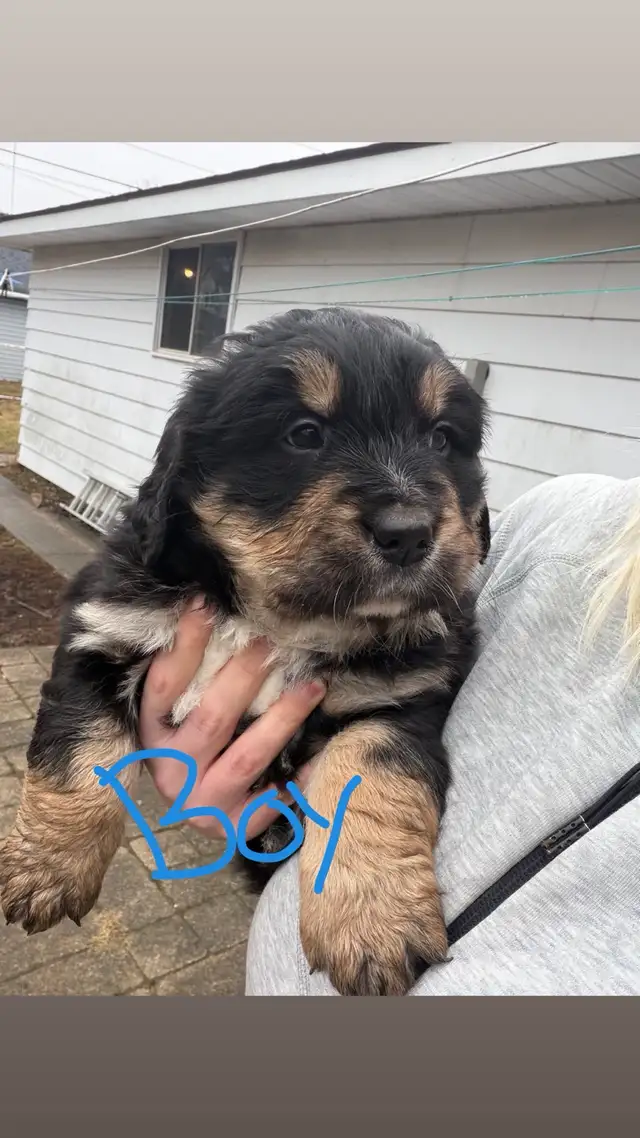 puppies for sale - Photo 7