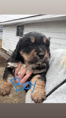 puppies for sale - Photo 7