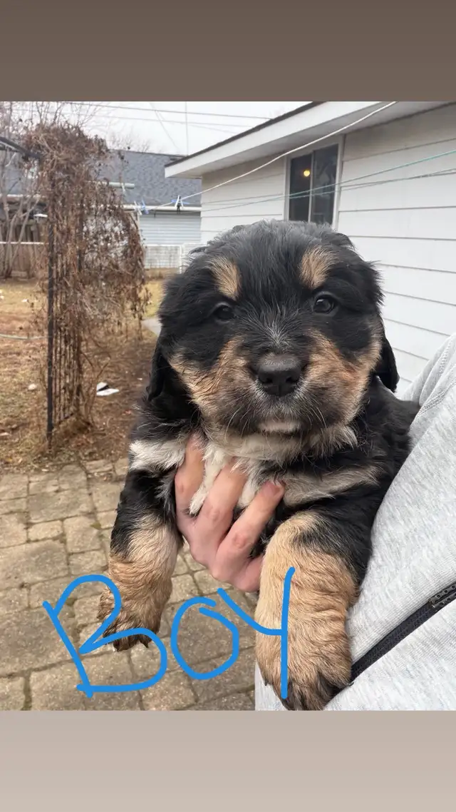 puppies for sale - Photo 8