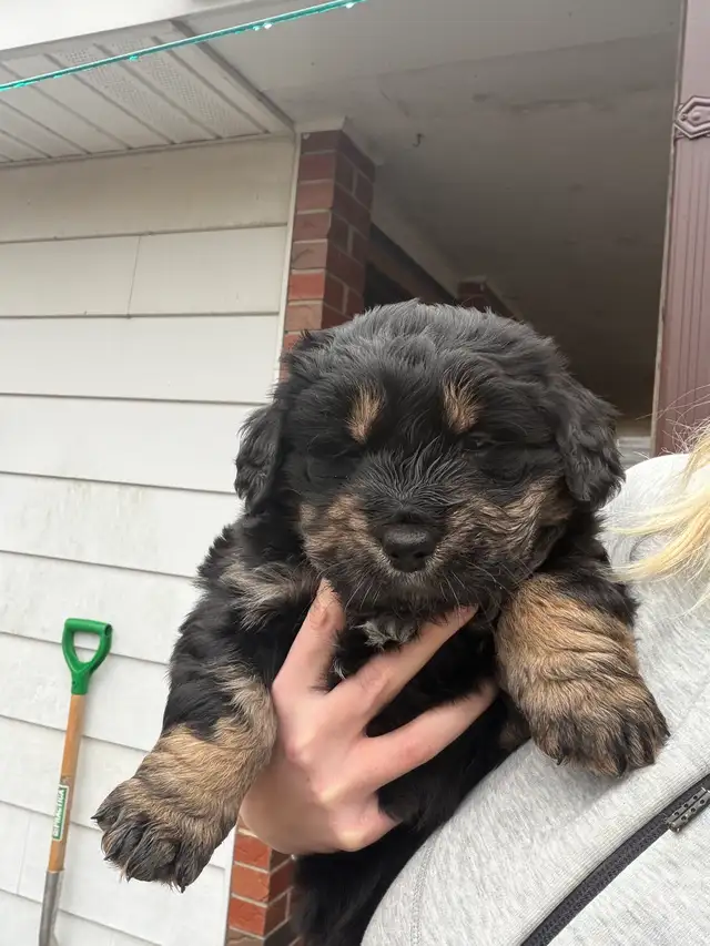 puppies for sale - Photo 9