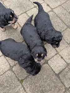 puppies for sale - Photo 10