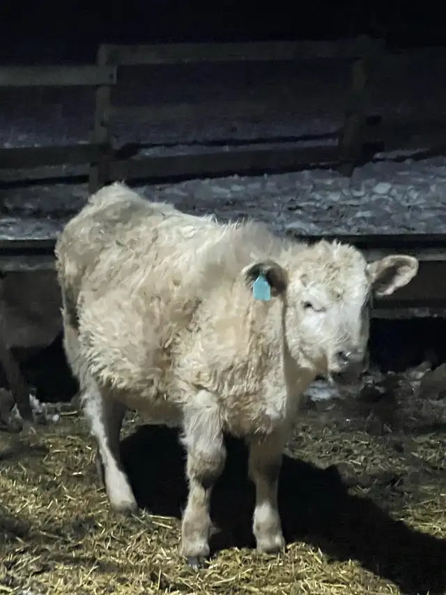 char calf