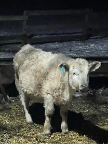 char calf