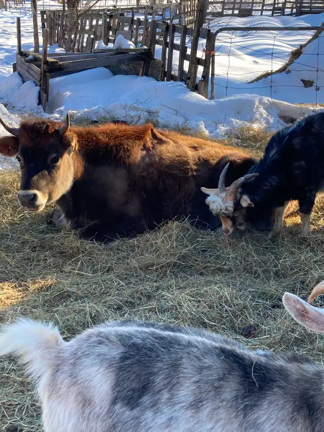 Veau Jersey - Photo 2