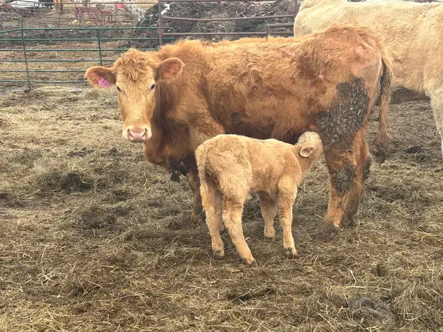first calf heifer  pair