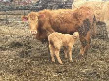 first calf heifer  pair