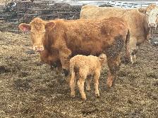 first calf heifer  pair - Photo 2