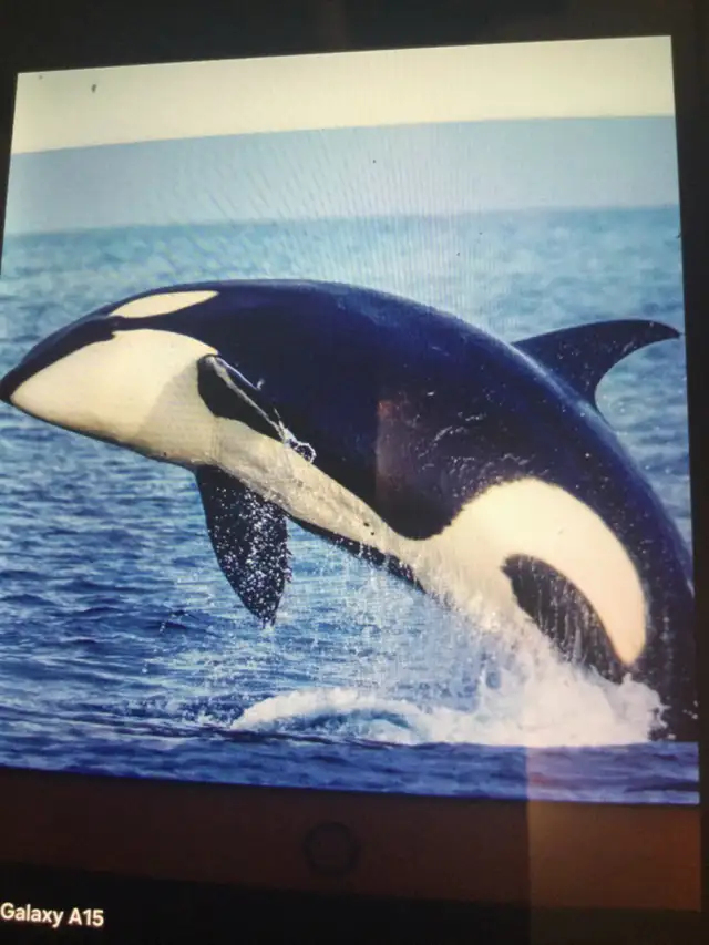 FREE SCRAP METAL PICKUP FOR FREE