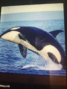 FREE SCRAP METAL PICKUP FOR FREE