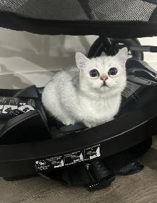 Silver British shorthair for sale