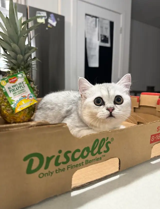 Silver British shorthair for sale - Photo 2