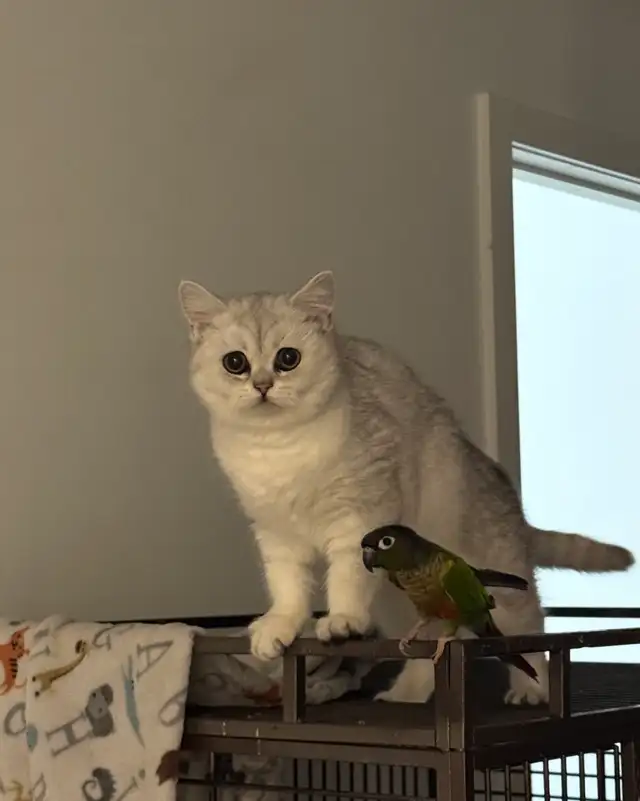 Silver British shorthair for sale - Photo 3